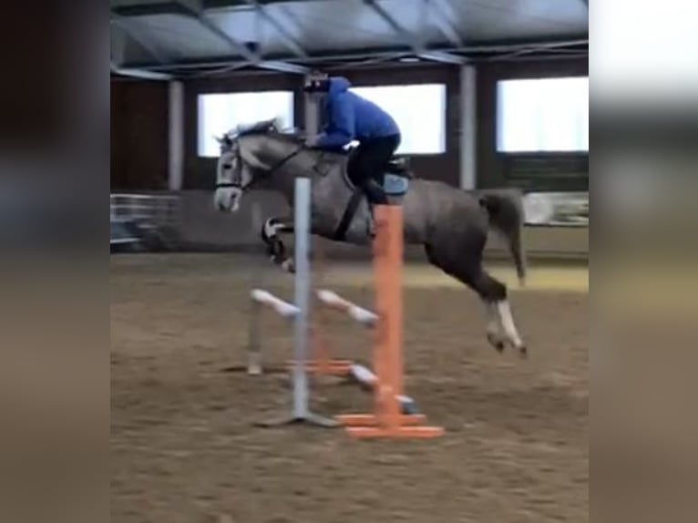 Polnisches Sportpferd Stute 7 Jahre 162 cm Schimmel in Lidzbark