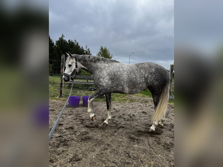 Polnisches Sportpferd Stute 7 Jahre 162 cm Schimmel in Lidzbark