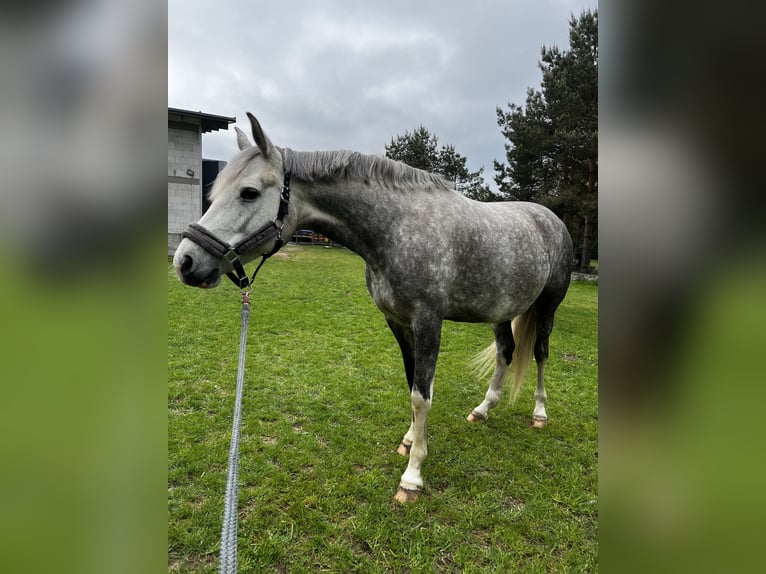 Polnisches Sportpferd Stute 7 Jahre 162 cm Schimmel in Lidzbark