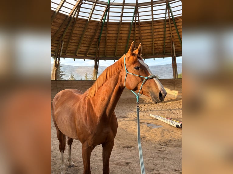 Polnisches Sportpferd Mix Stute 7 Jahre 164 cm Fuchs in Szarek
