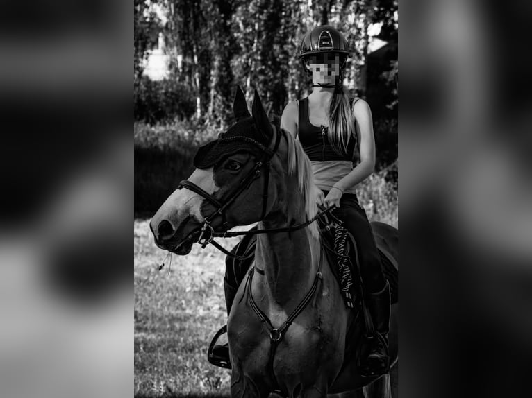 Polnisches Sportpferd Mix Stute 7 Jahre 164 cm Fuchs in Szarek