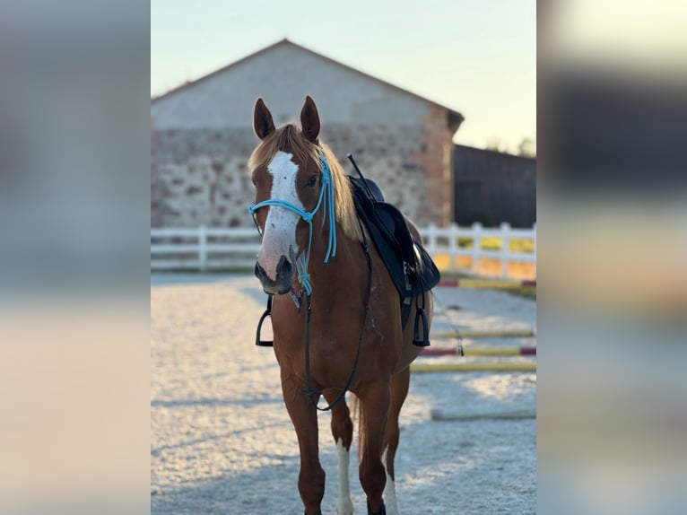 Polnisches Sportpferd Mix Stute 7 Jahre 164 cm Fuchs in Szarek