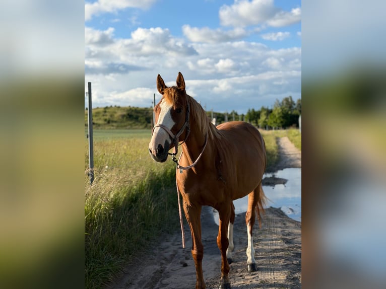 Polnisches Sportpferd Mix Stute 7 Jahre 164 cm Fuchs in Szarek