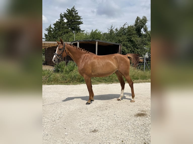 Polnisches Sportpferd Stute 7 Jahre 165 cm Fuchs in Łódź