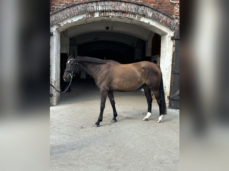 Polnisches Sportpferd Stute 7 Jahre 165 cm Rappe in Lasocin