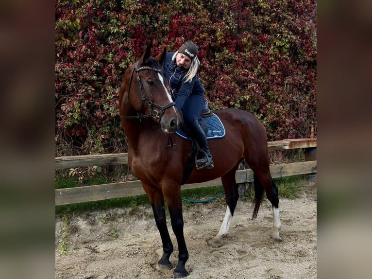 Polnisches Sportpferd Stute 7 Jahre 166 cm Brauner in Kaszyce Wielkie