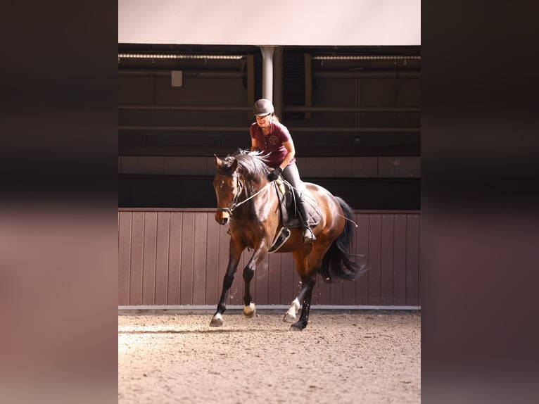 Polnisches Sportpferd Stute 7 Jahre 166 cm Rotbrauner in Koronowo
