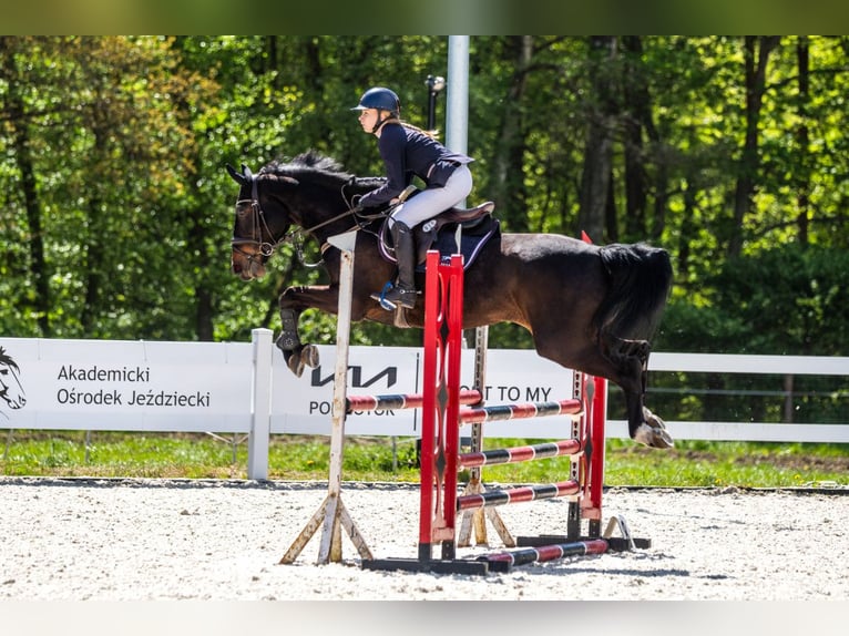 Polnisches Sportpferd Stute 7 Jahre 168 cm Dunkelbrauner in Trzebusz