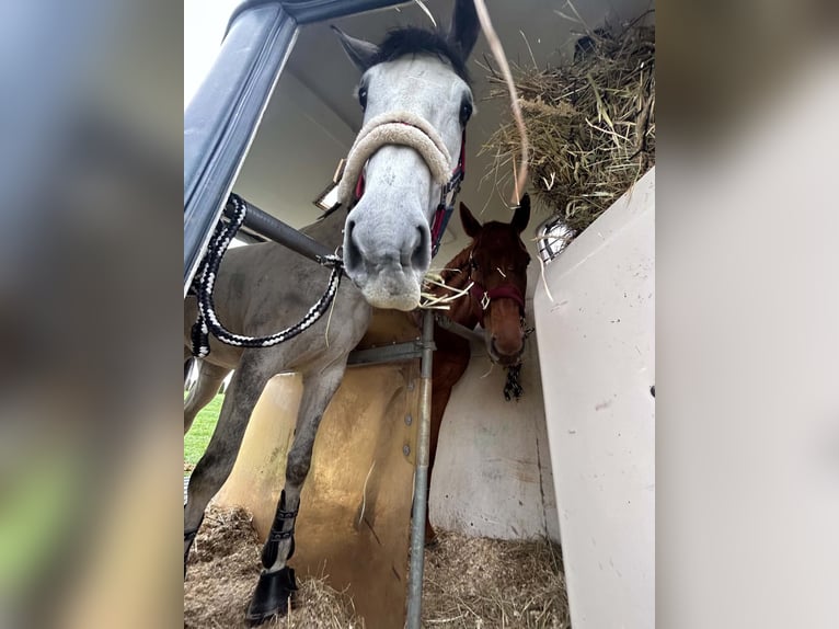 Polnisches Sportpferd Stute 7 Jahre 168 cm Schimmel in Świętoszowice