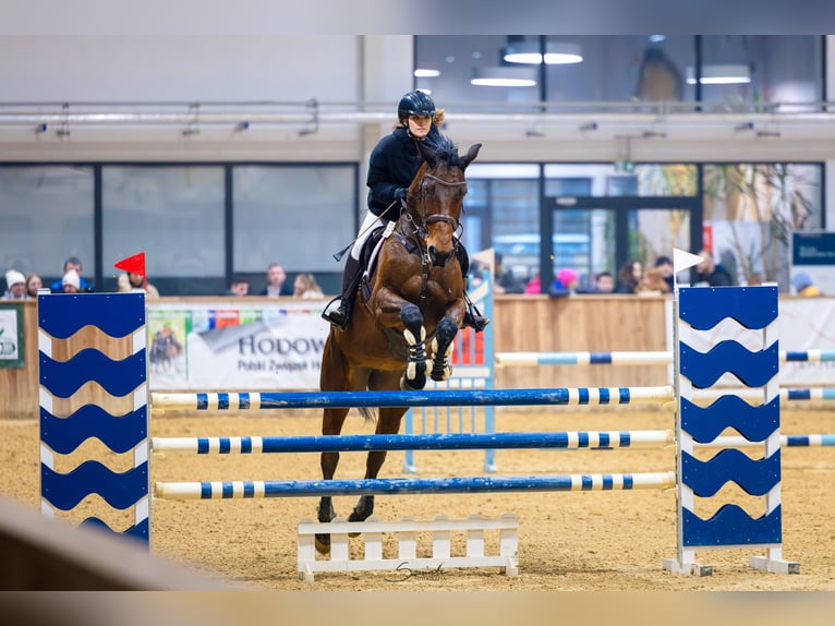 Polnisches Sportpferd Stute 7 Jahre 169 cm Brauner in Motycz-Józefin
