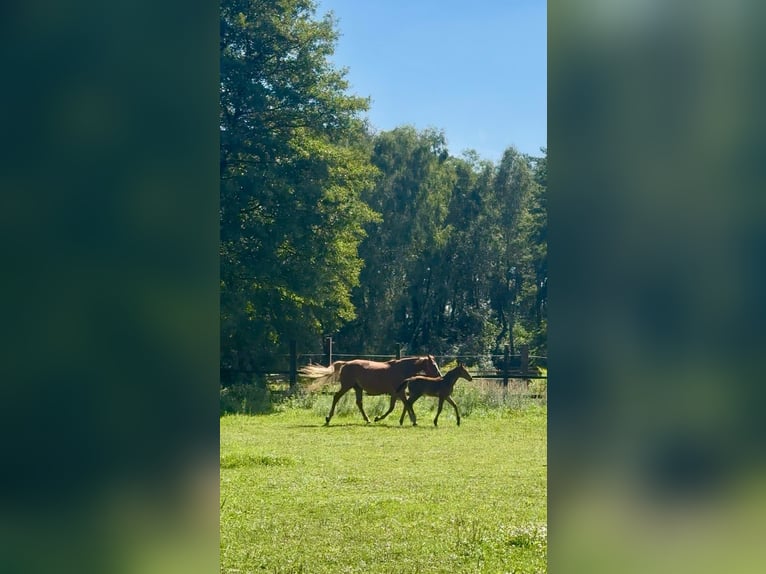 Polnisches Sportpferd Stute 7 Jahre 170 cm Fuchs in Gądki