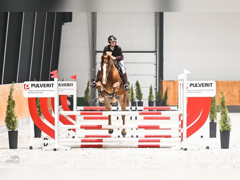 Polnisches Sportpferd Stute 7 Jahre 170 cm Fuchs in Gądki