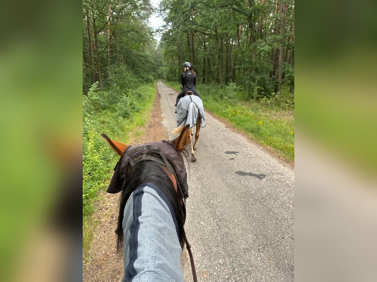Polnisches Sportpferd Stute 7 Jahre 170 cm Fuchs in Gądki