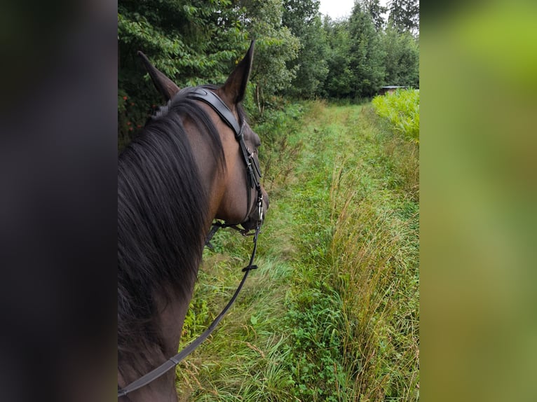 Polnisches Sportpferd Stute 8 Jahre 160 cm Brauner in Kirchdorf