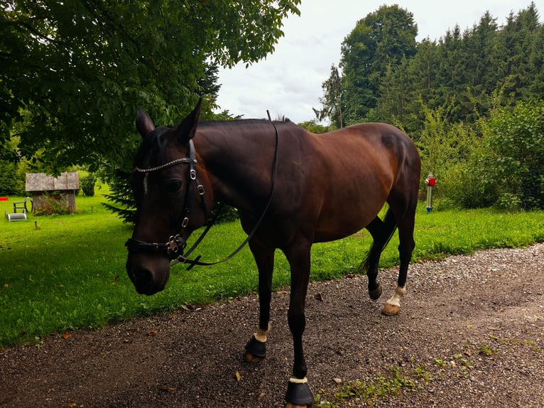 Polnisches Sportpferd Stute 8 Jahre 160 cm Brauner in Kirchdorf