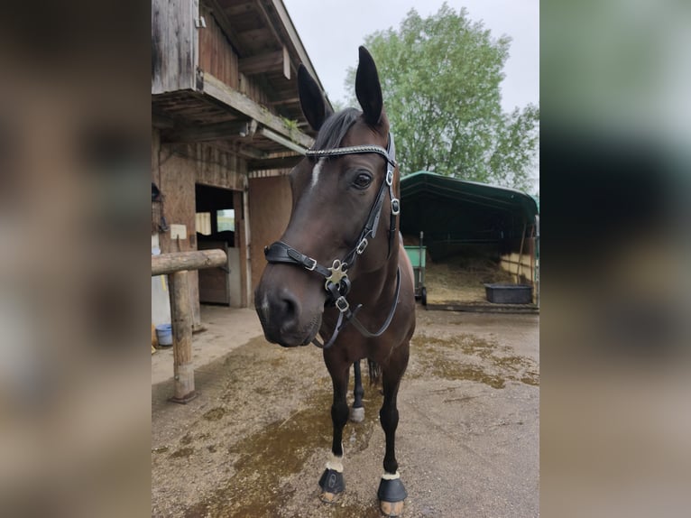 Polnisches Sportpferd Stute 8 Jahre 160 cm Brauner in Kirchdorf