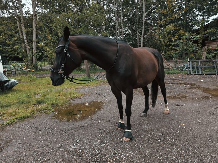 Polnisches Sportpferd Stute 8 Jahre 160 cm Brauner in Kirchdorf