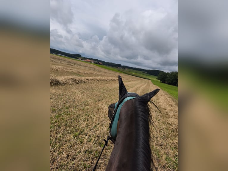 Polnisches Sportpferd Stute 8 Jahre 160 cm Brauner in Kirchdorf