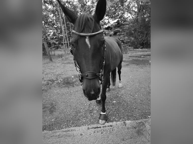 Polnisches Sportpferd Stute 8 Jahre 160 cm Brauner in Kirchdorf