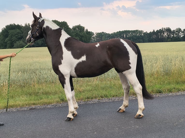 Polnisches Sportpferd Stute 8 Jahre 160 cm  in Forst