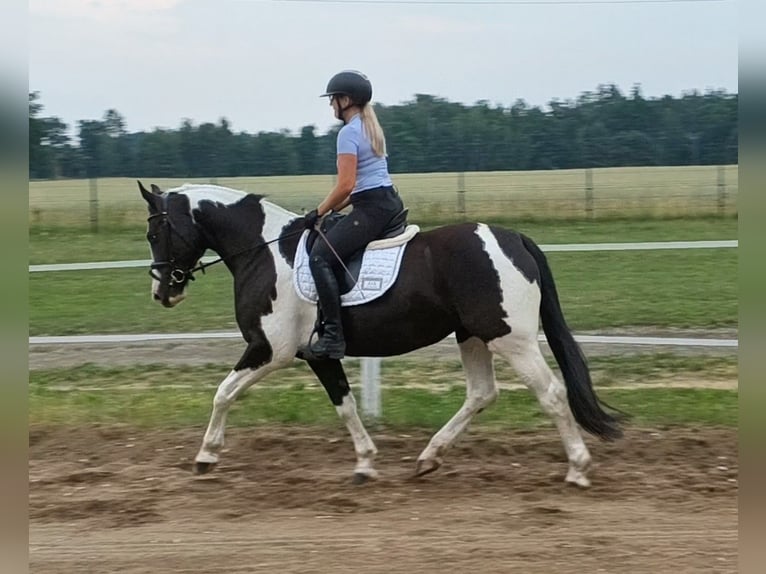 Polnisches Sportpferd Stute 8 Jahre 160 cm  in Forst