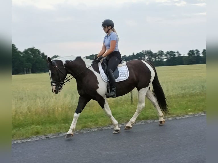 Polnisches Sportpferd Stute 8 Jahre 160 cm  in Forst