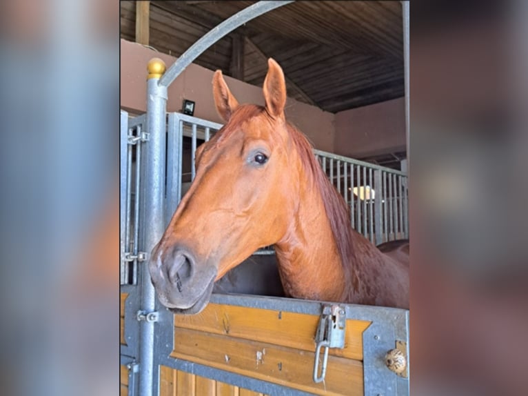 Polnisches Sportpferd Stute 8 Jahre 165 cm Hellbrauner in Daszyna