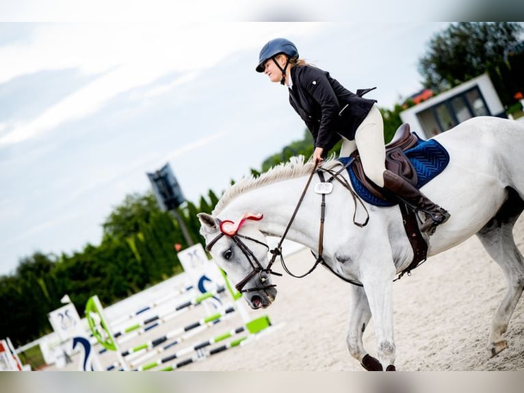Polnisches Sportpferd Stute 8 Jahre 166 cm Schimmel in Żywiec