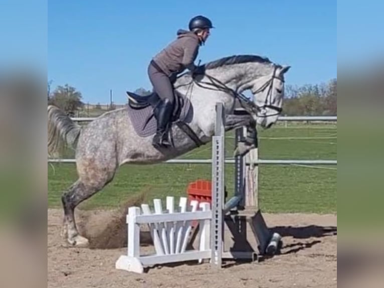 Polnisches Sportpferd Stute 8 Jahre 170 cm Schimmel in München