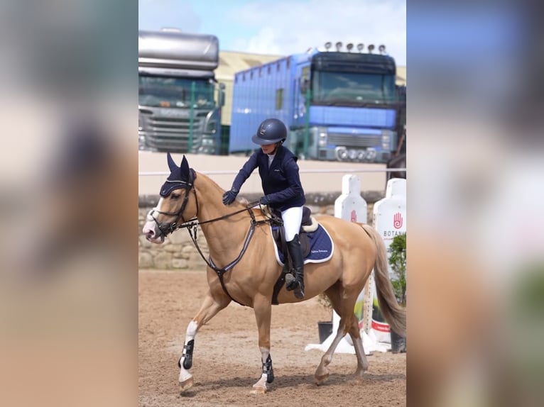 Polnisches Sportpferd Stute 9 Jahre 163 cm Palomino in Belfast