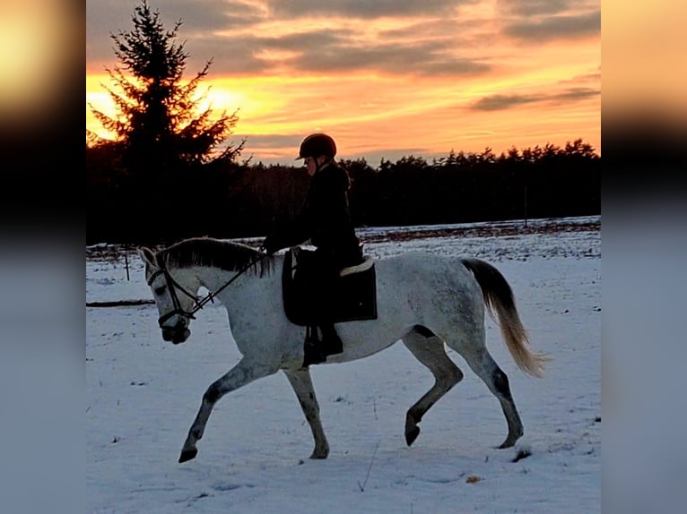 Polnisches Sportpferd Stute 9 Jahre 163 cm Schimmel in Forst