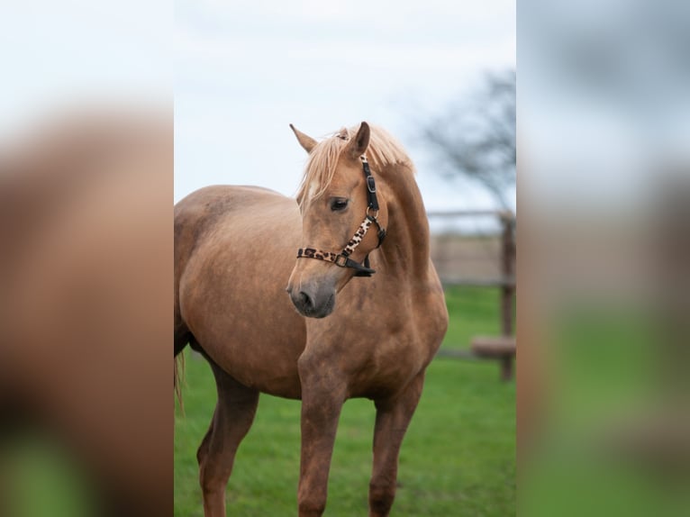 Polnisches Sportpferd Stute 9 Jahre 166 cm Palomino in Piecowice