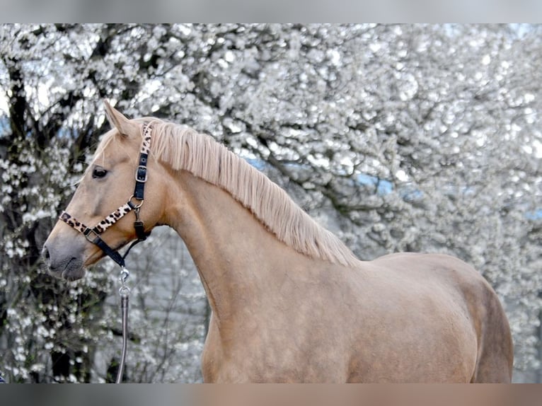 Polnisches Sportpferd Stute 9 Jahre 166 cm Palomino in Piecowice