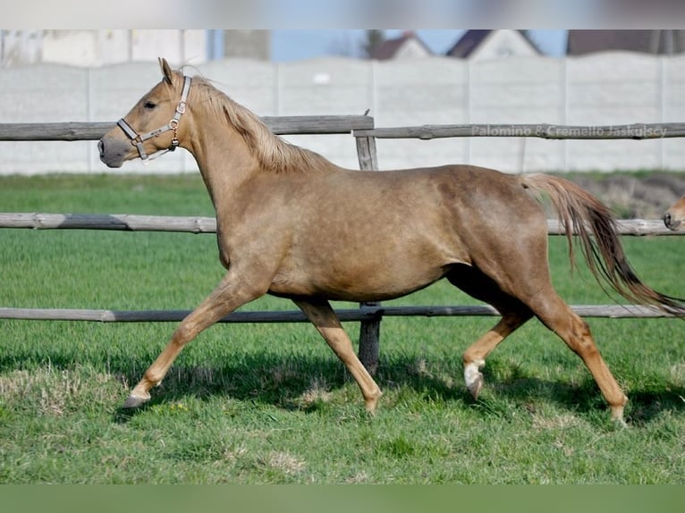 Polnisches Sportpferd Stute 9 Jahre 166 cm Palomino in Piecowice
