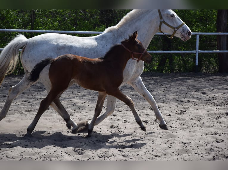 Polnisches Sportpferd Stute Fohlen (03/2026) 165 cm Brauner in Chełmno