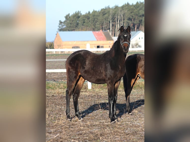 Polnisches Sportpferd Stute Fohlen (03/2025) 167 cm Dunkelbrauner in Santok