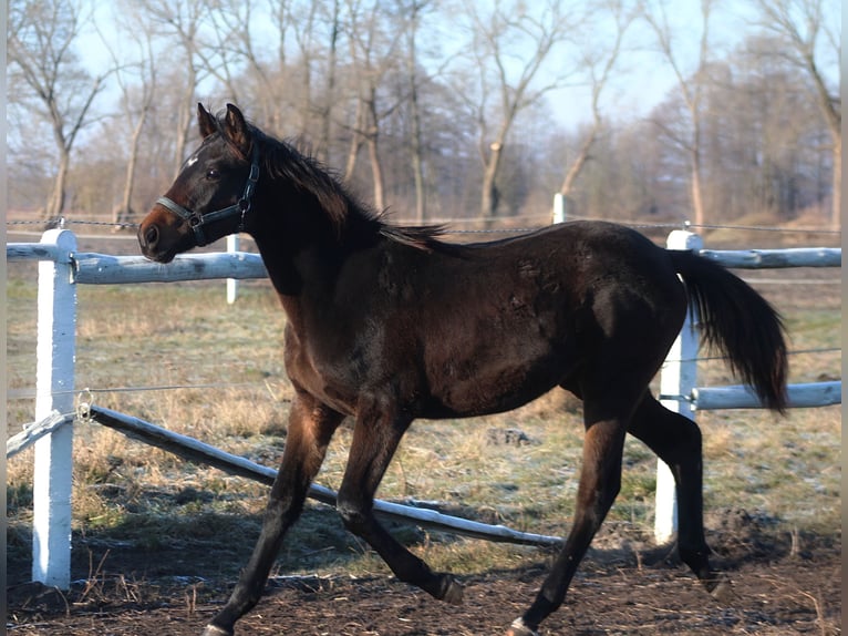 Polnisches Sportpferd Stute Fohlen (03/2025) 167 cm Dunkelbrauner in Santok