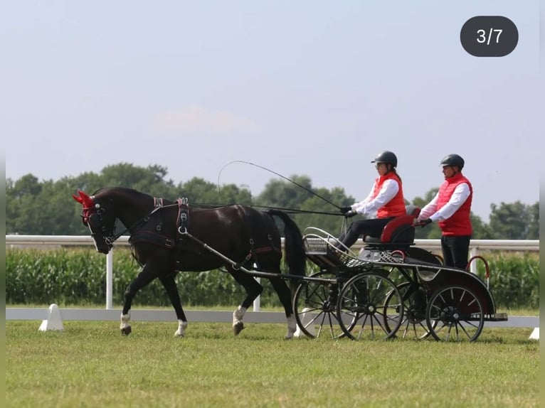 Polnisches Sportpferd Stute Fohlen (02/2026) 167 cm Fuchs in Wolsztyn