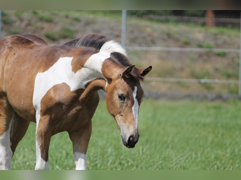 Polnisches Sportpferd Stute Fohlen (02/2026) 170 cm Tobiano-alle-Farben in Gniezno