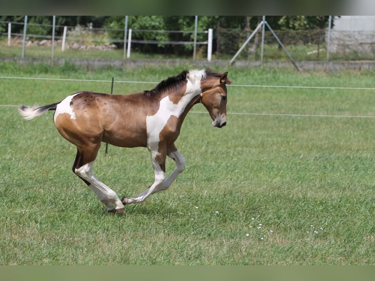 Polnisches Sportpferd Stute Fohlen (02/2026) 170 cm Tobiano-alle-Farben in Gniezno