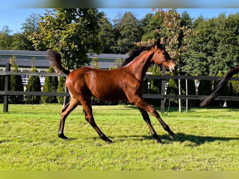 Polnisches Sportpferd Stute Fohlen (04/2025) Brauner in Serock