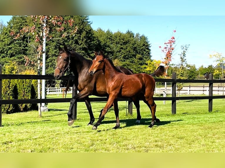 Polnisches Sportpferd Stute Fohlen (04/2025) Brauner in Serock
