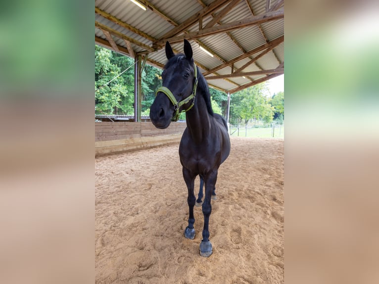 Polnisches Sportpferd Wallach 10 Jahre 166 cm Schwarzbrauner in Bonstetten