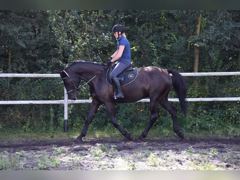 Polnisches Sportpferd Wallach 10 Jahre 167 cm Rappe in Chelmno