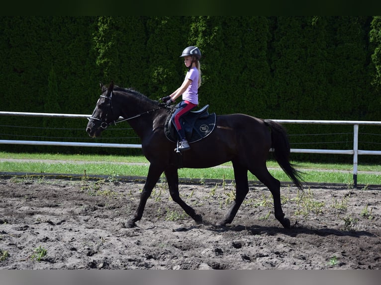 Polnisches Sportpferd Wallach 10 Jahre 167 cm Rappe in Chelmno