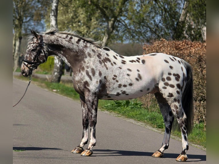 Polnisches Sportpferd Wallach 10 Jahre 168 cm Tigerschecke in Someren