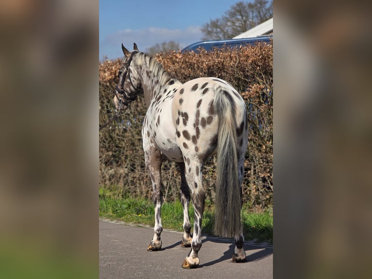 Polnisches Sportpferd Wallach 10 Jahre 168 cm Tigerschecke in Someren