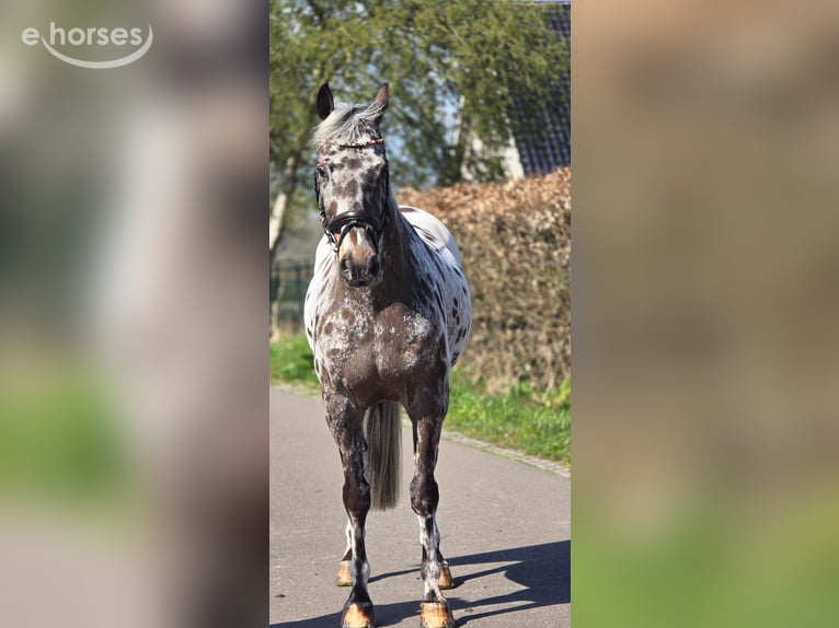 Polnisches Sportpferd Wallach 10 Jahre 168 cm Tigerschecke in Weert