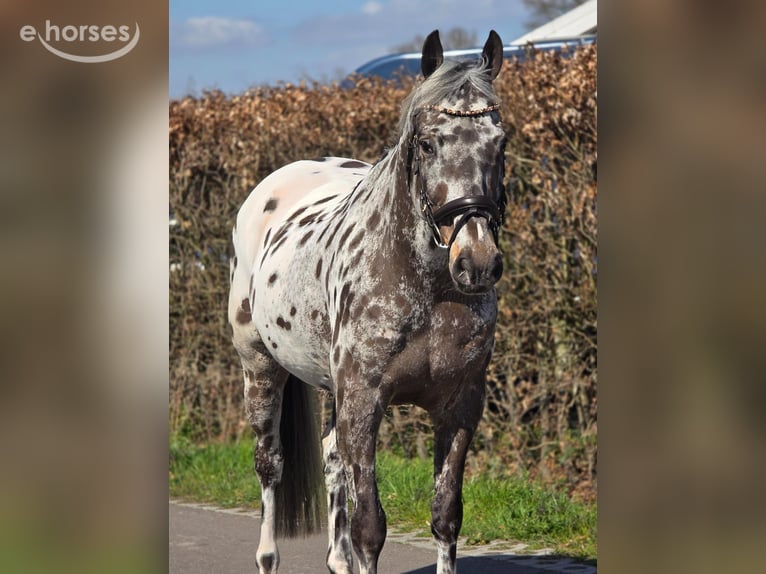 Polnisches Sportpferd Wallach 10 Jahre 168 cm Tigerschecke in Weert
