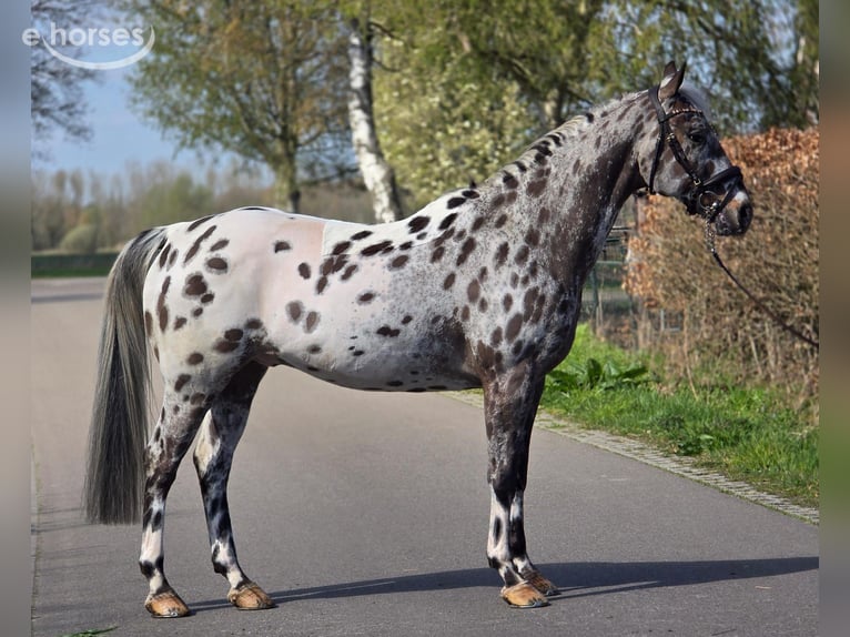 Polnisches Sportpferd Wallach 10 Jahre 168 cm Tigerschecke in Weert